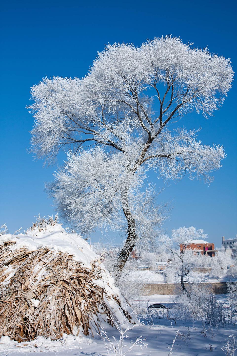 冰雪图片SR (4)